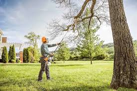 How Our Tree Care Process Works  in  Fairfax, OH